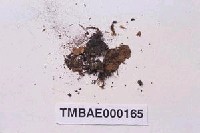 藏品(錫蘭鳳尾苔)的圖片